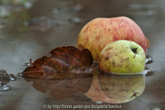 Herbst