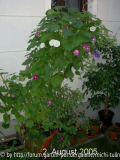 Ipomoea1