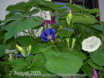 Ipomoea2