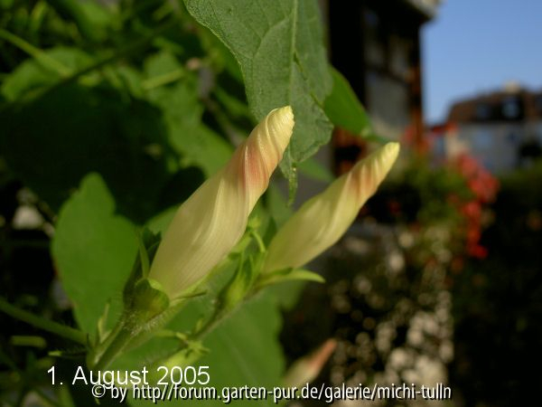 Ipomoea3