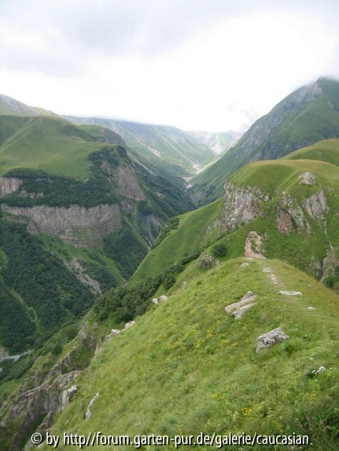 an der Georgischen Heerstrasse
