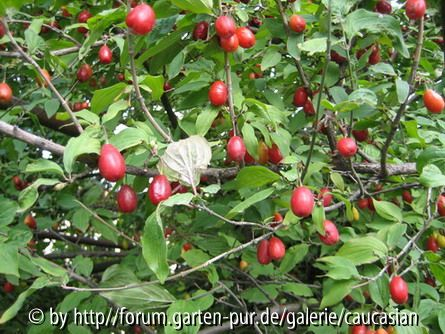 Shindi, Wildfrucht für Soßen