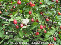 Shindi, Wildfrucht für Soßen