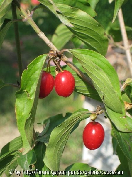 Shindi, Wildfrucht für Soßen