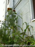 blicknachoben