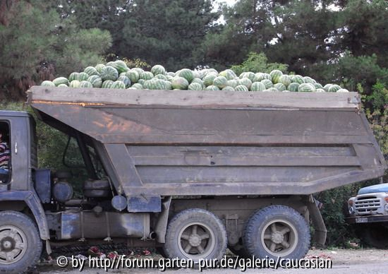 tonnenweise Wassermelonen