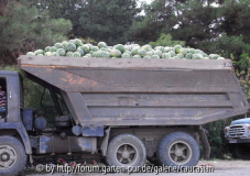 tonnenweise Wassermelonen
