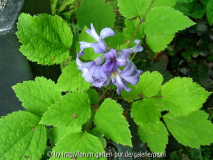 Staudenclematis Cassandra mit ungewöhnlich heller Blüte
