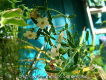 Blumen- Wolfsmilch
