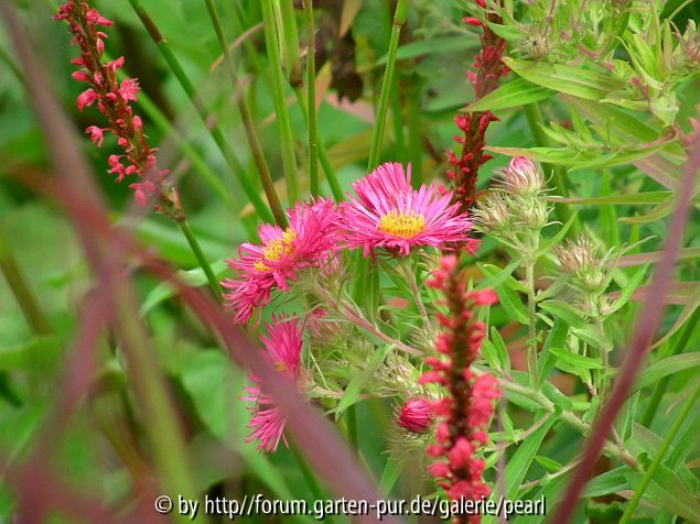 Aster Alma Poetschke Roter Kerzenknöterich