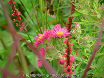 Aster Alma Poetschke Roter Kerzenknöterich