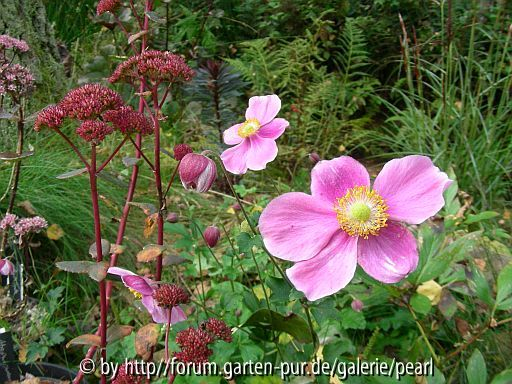Anemone Hadspen Abundance Sedum Red Cauli