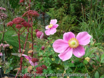 Anemone Hadspen Abundance Sedum Red Cauli