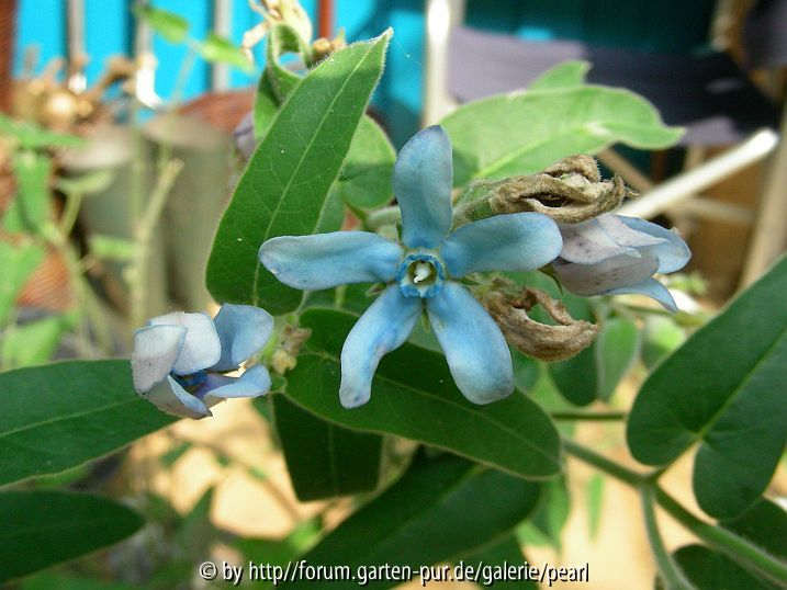 Tweedia Blüte