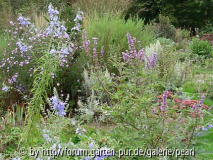 Himmelblauer Salbei mit Herbstsedum