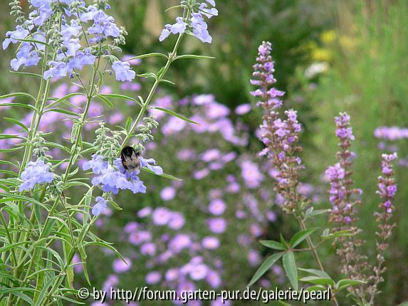Himmelblauer Salbei mit Mönchspfeffer