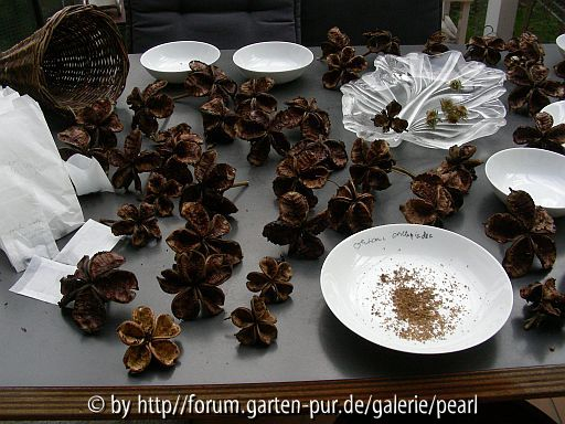 Paeonien Schalen im September