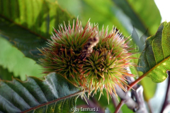 Castanea sativa 'Anny's Summer Red'