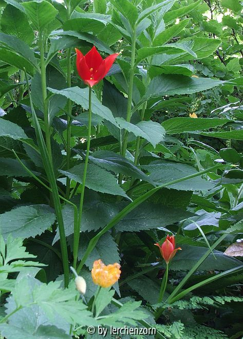 Sprengers Tulpe (Tulipa sprengeri) im Schattenbeet