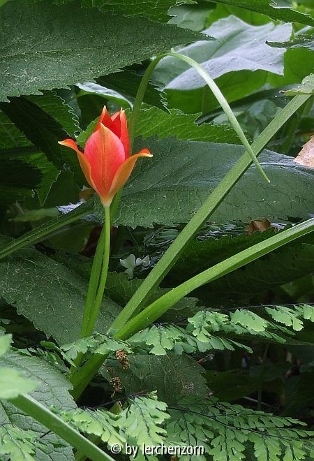 Sprengers Tulpe (Tulipa sprengeri) im Schattenbeet