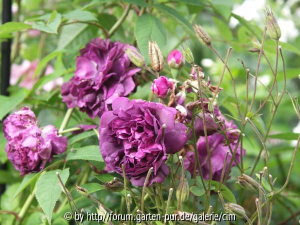 Reine de violettes - alt