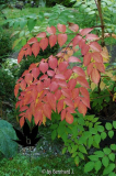 Aralia spinosa