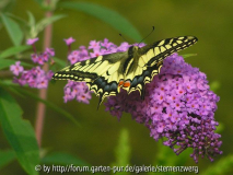 Schmetterling P9230017.jpg