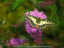 Schmetterling P9230016.jpg