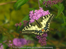  Schmetterling P9230015.jpg