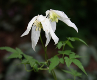 Clematis sibirica var. tianschanica