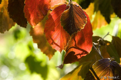 Herbstfarben 04