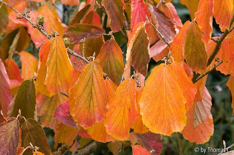 Herbstfarben 03