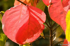 Herbstfarben 02