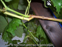 Einsett auf Solara