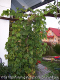 Angedeutete Pergola