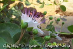 Kapernblüte