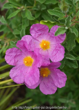 Zistrose