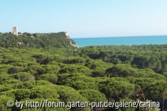 Pinienwipfel Parco Nationale della Maremma