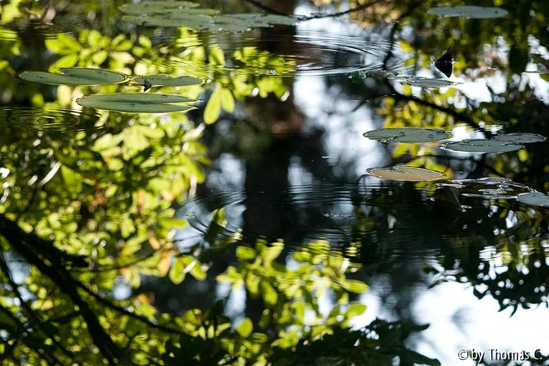 Herbstfarben 11 - am Teich träumen
