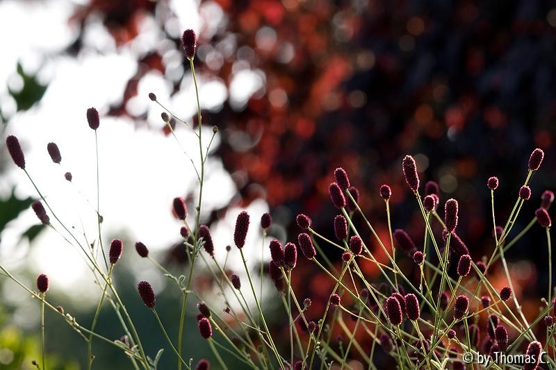 Herbstfarben 10