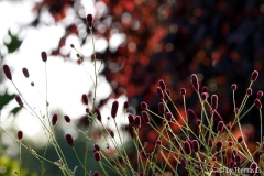 Herbstfarben 10