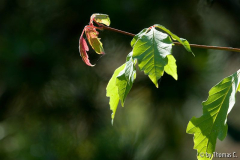 Herbstfarben 09 - Acer griseum