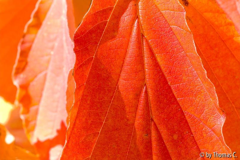 Herbstfarben 07