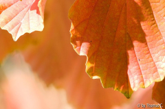 Herbstfarben 06
