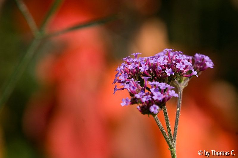 Herbstfarben 05