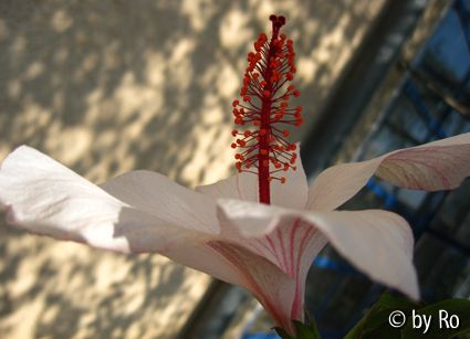 Hibiscus arnottianus 1