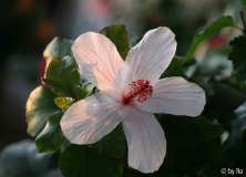 Hibiscus arnottianus 2