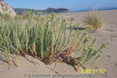 Strandwolfsmilch Parco Nationale della Maremma