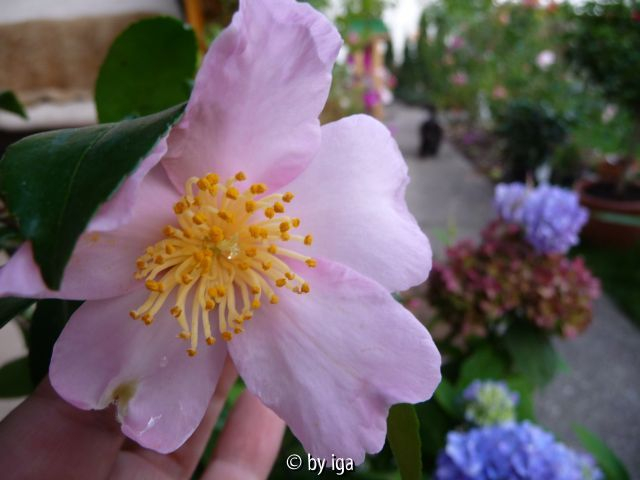 maiden blush
