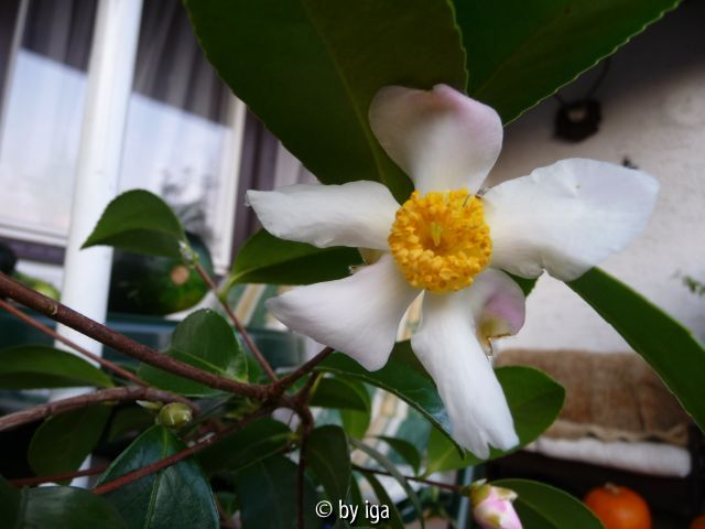 c.olifera